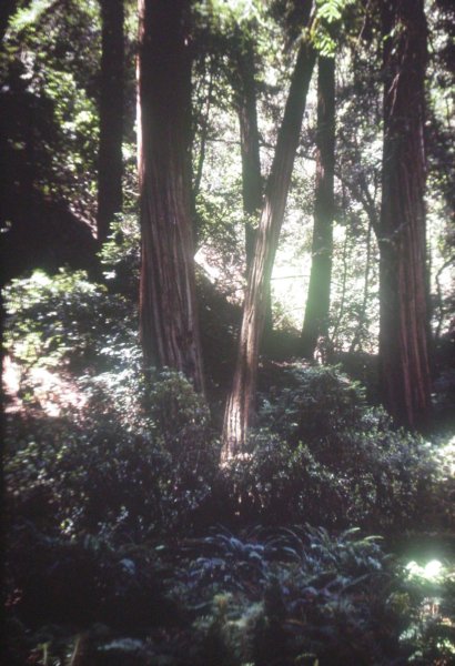 redwoods.jpg